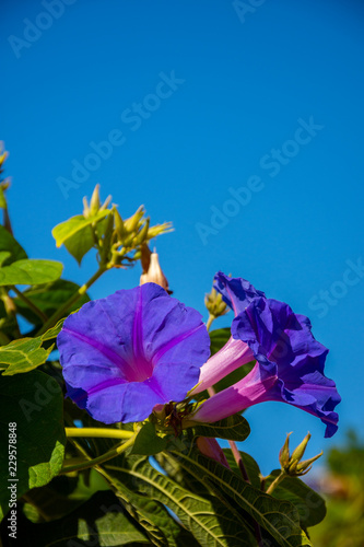 Urlaub, Mallorca, Valldemossa, Starand, Meer, Möven, Zitronen, Berge, Blumen, Wandern, Reisen photo