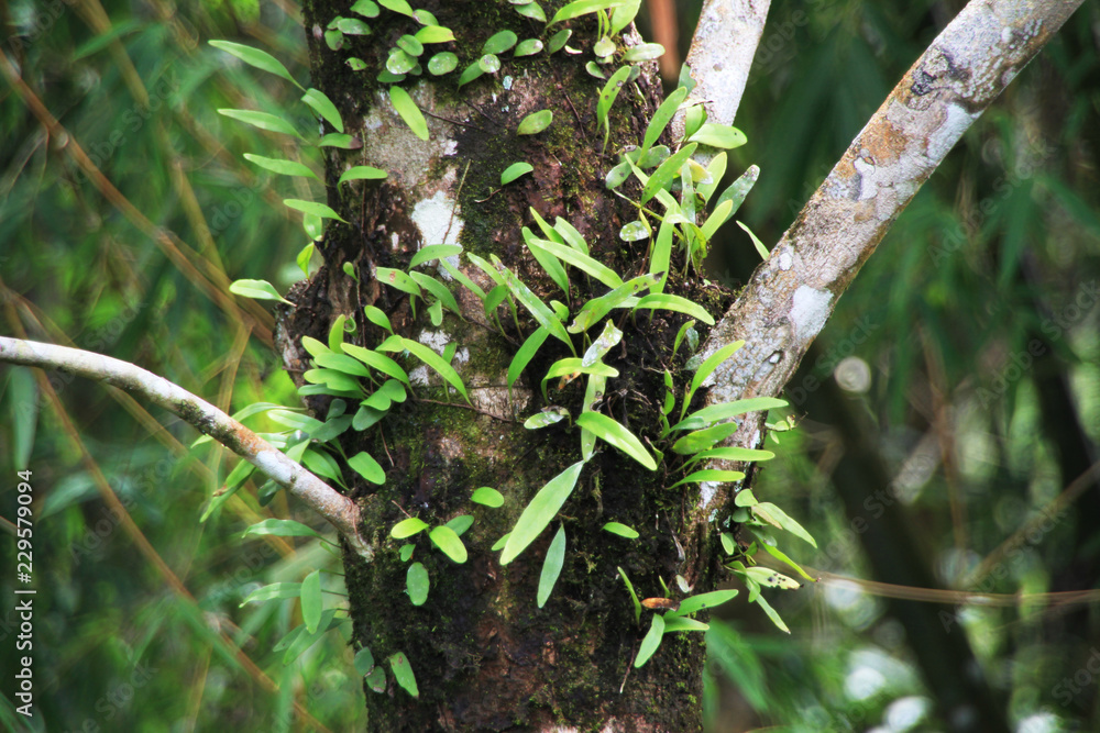 ants on the tree ants on the tree