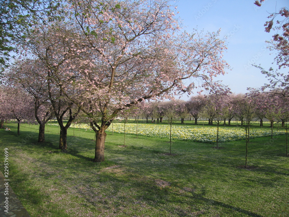 Japanische Kirchbäume vor Blumenbeet im Park Schloss Schwetzingen Japanische Kirchbäume vor Blumenbeet im Park Schloss Schwetzingen