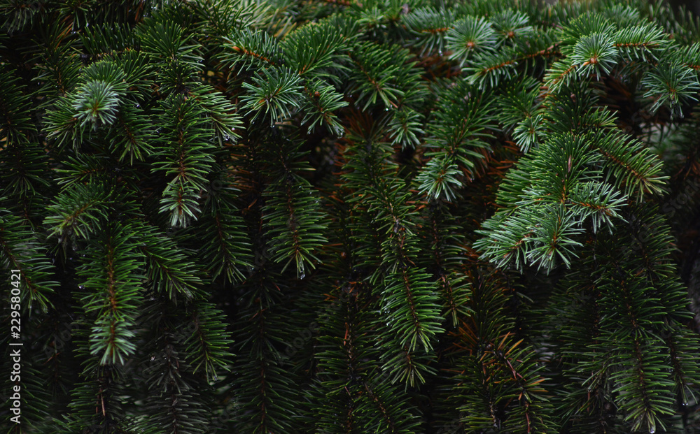 Christmas fir tree background texture