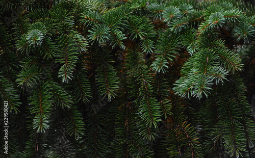 Christmas fir tree background texture
