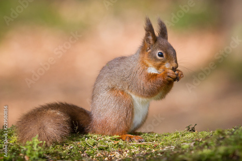 red squirrel © CGH PHOTO