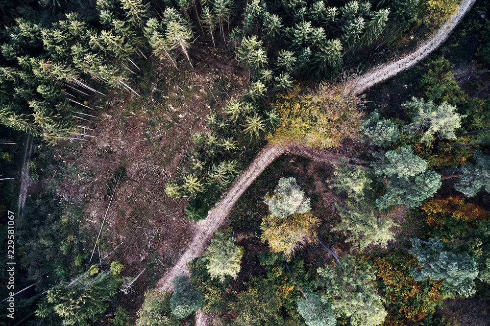 Autumn forest aerial drone view from above, dji