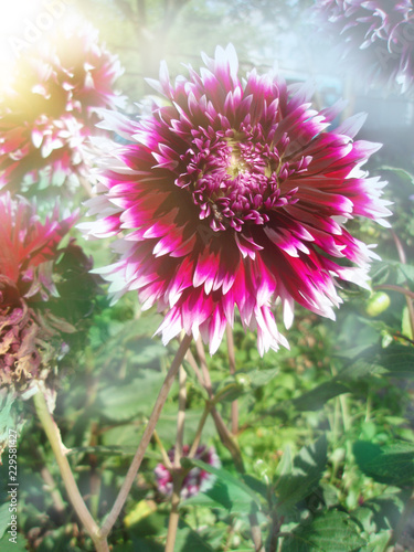 Large purple fringed dahlia flower photo