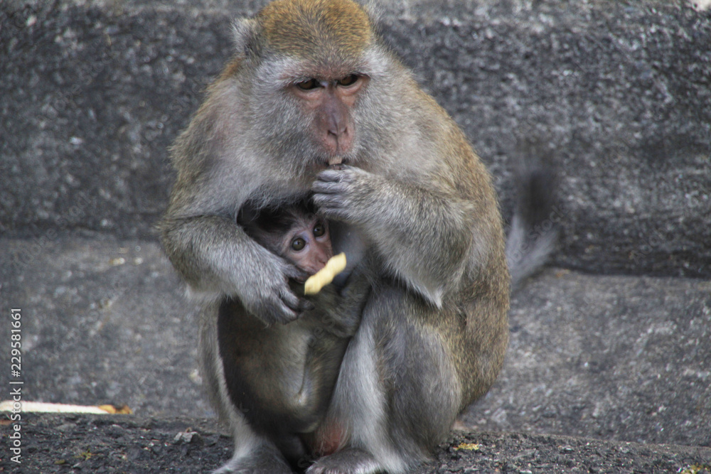 Naklejka premium monkey and baby eating bean.
