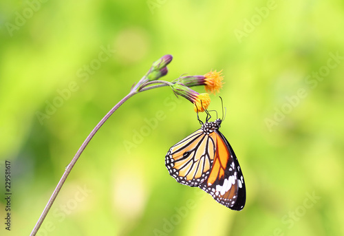Closeup butterfly on flower (Common tiger butterfly) © Passakorn