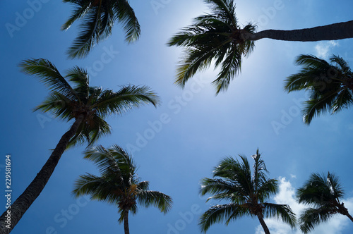 palm trees on background of blue sky