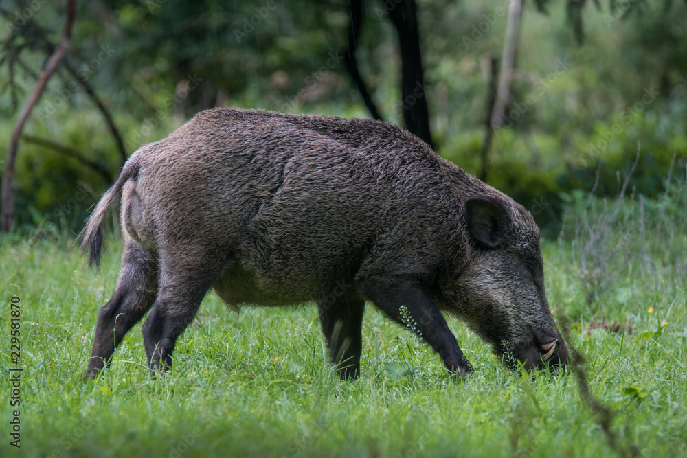 Wildschwein / Wildschweine im Forstenrieder Park Wildschwein / Wildschweine im Forstenrieder Park