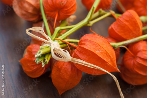 Physalis fruit as colourful autumn decoration photo