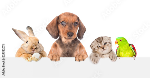 Group of pets over empty white banner. isolated on white background. Space for text
