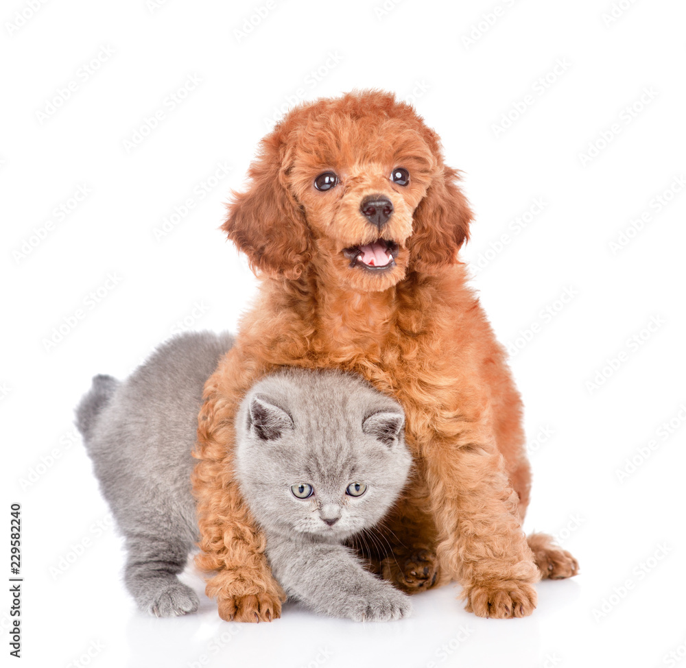 Poodle puppy embracing a little kitten. isolated on white background Poodle puppy embracing a little kitten. isolated on white background