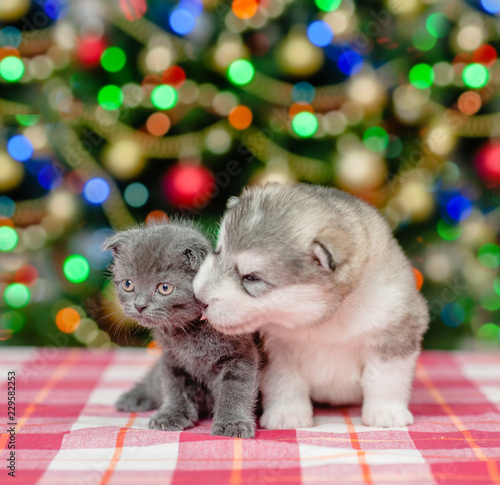 Playful puppy kisses the kitten  on a background of the Christmas tree