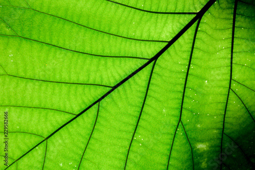 perfect green leaf patterns - closeup