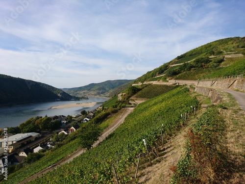 Rheinsteig bei Lorch