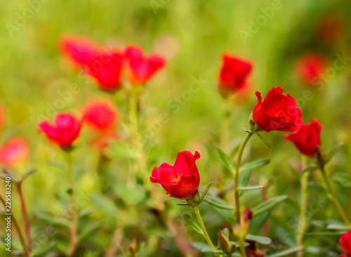 Flower Portulaca oleracea