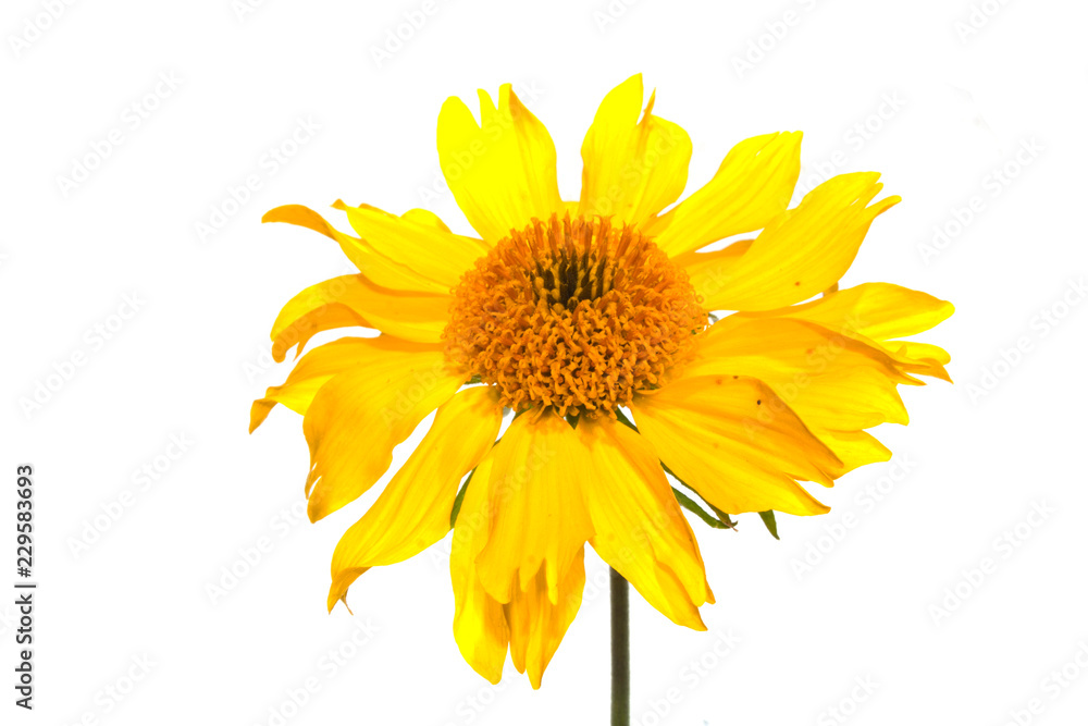 Obraz premium flower isolated on white background
