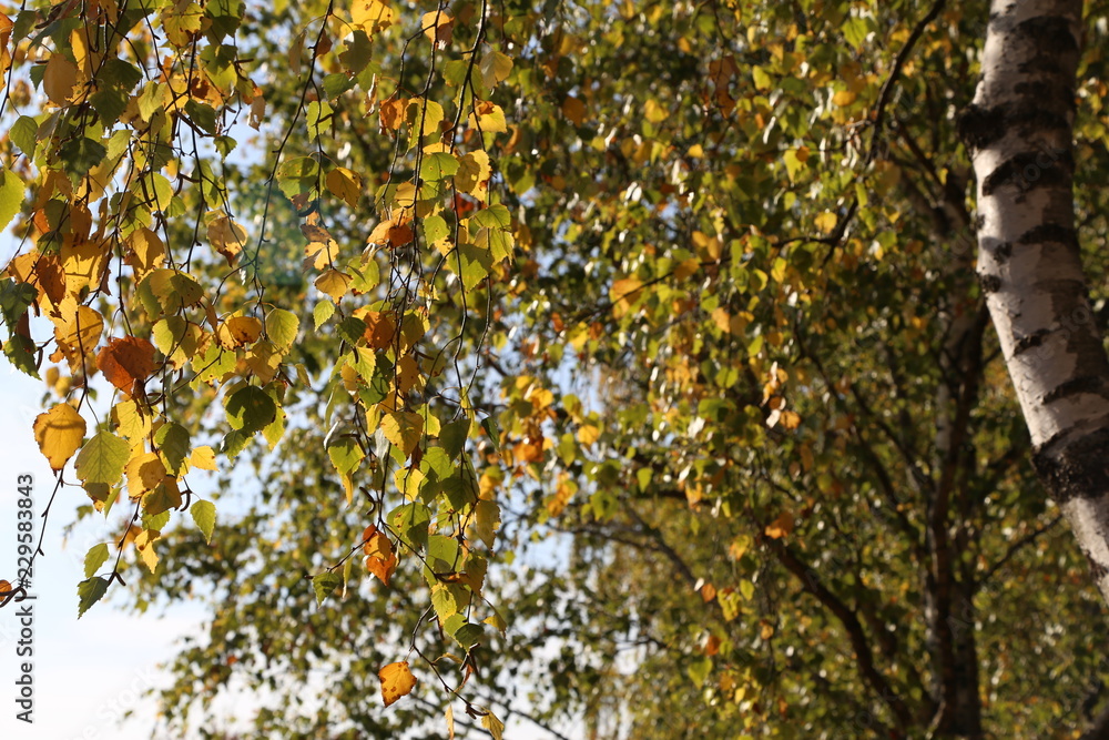 Beautiful autumn. Beautiful autumn yellow leaves on birch. Beautiful autumn. Beautiful autumn yellow leaves on birch.