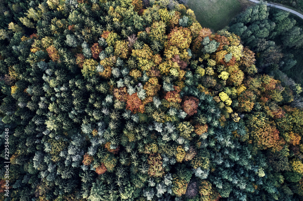 Autumn forest aerial drone view from above, dji Autumn forest aerial drone view from above, dji