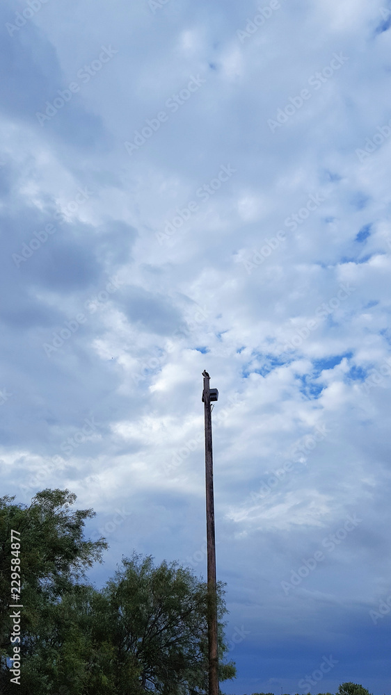 Fototapeta premium Spider web on Prickly Pear Cactus