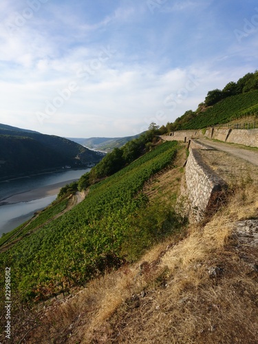 Rheingau Rheinsteig