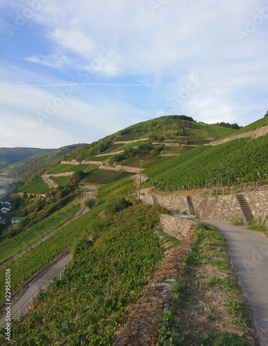 Rheinteig Assmanshausen