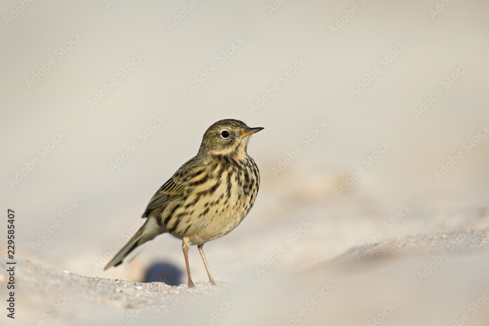 A close-up of a meadow pipit (Anthus pratensis) foraging on the beach of Heligoland. White coloured sand with stones and twigs. A close-up of a meadow pipit (Anthus pratensis) foraging on the beach of Heligoland. White coloured sand with stones and twigs.
