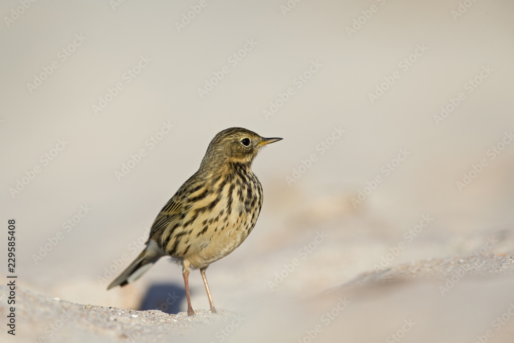 A close-up of a meadow pipit (Anthus pratensis) foraging on the beach of Heligoland. White coloured sand with stones and twigs. A close-up of a meadow pipit (Anthus pratensis) foraging on the beach of Heligoland. White coloured sand with stones and twigs.