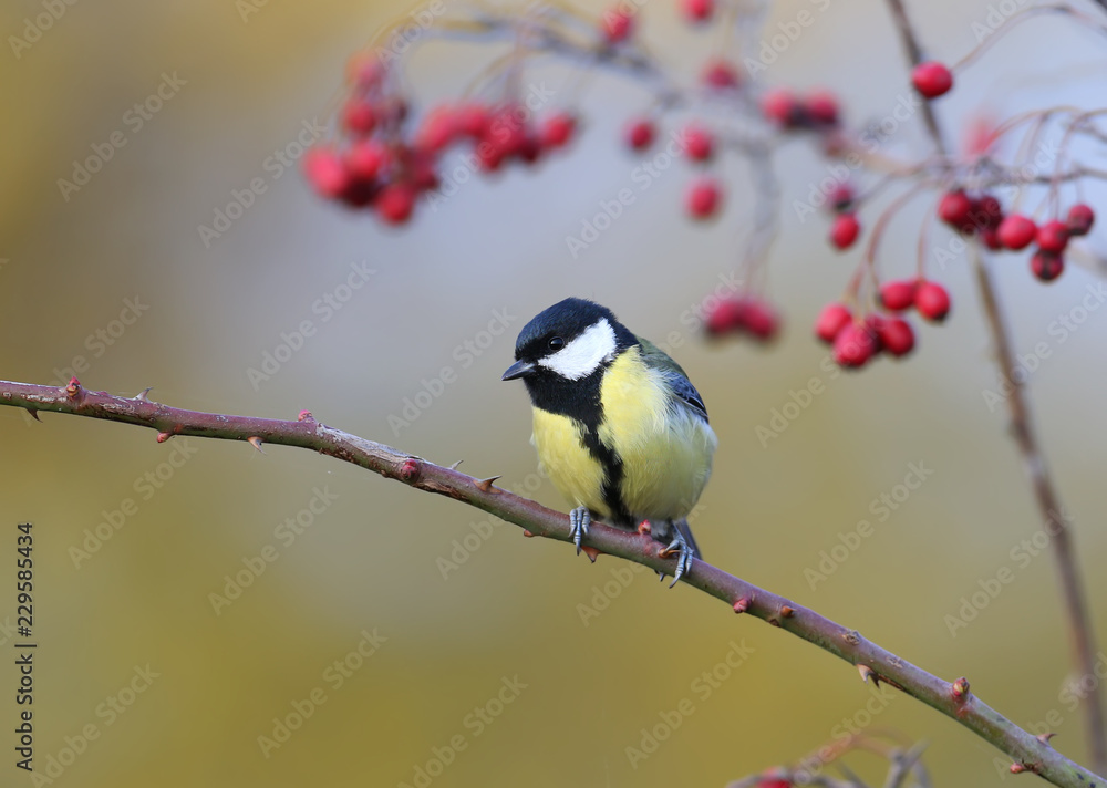 Great tit sits on a curved rosehip branch next to hawthorn berries Great tit sits on a curved rosehip branch next to hawthorn berries