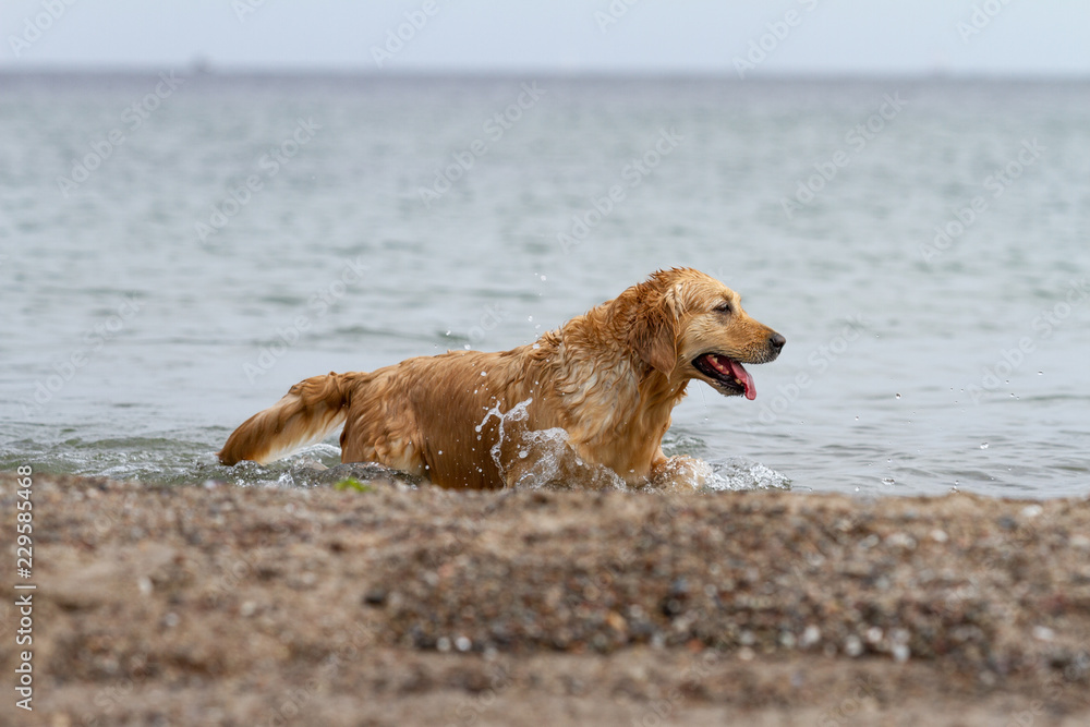 Golden Retriever, Fame, Meer, Hündin Golden Retriever, Fame, Meer, Hündin
