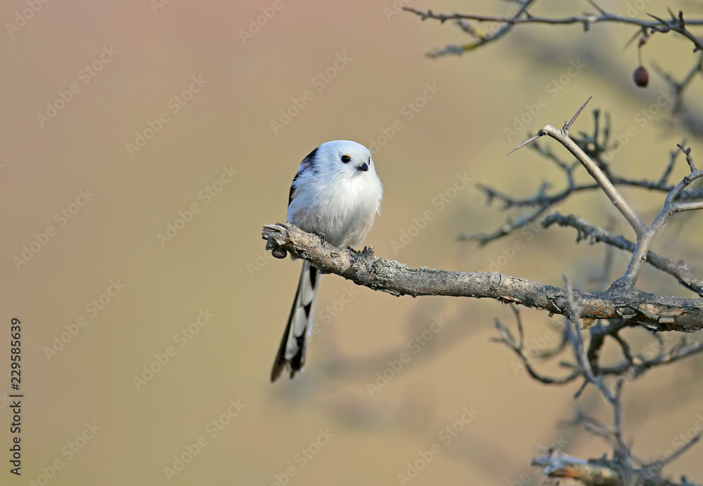 Fototapeta premium long-tailed tit or long-tailed bushtit (Aegithalos caudatus) sits on a branch of hawthorn bush against a background of red berries and sky