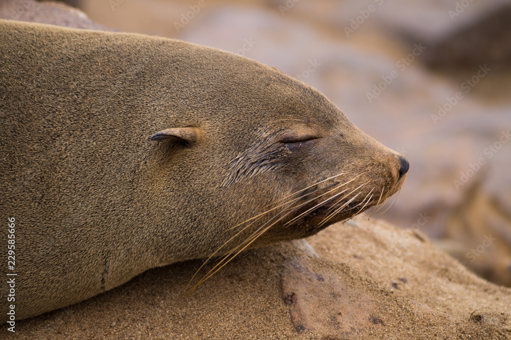 Fototapeta premium Seal laying on the the sandy beach at the pacific coast of Namibia