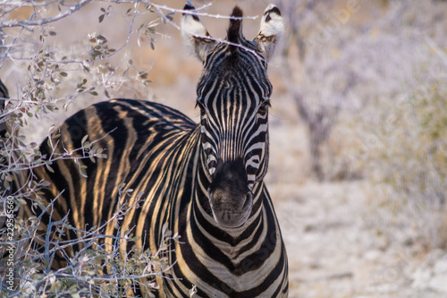 Zebra looking at the camera through dry bushes in Etosha National Park  Namibia