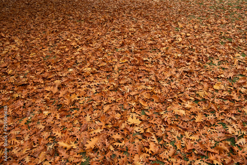Herbstlaub an der Promende, Münster, Westfalen, Deutschland Herbstlaub an der Promende, Münster, Westfalen, Deutschland