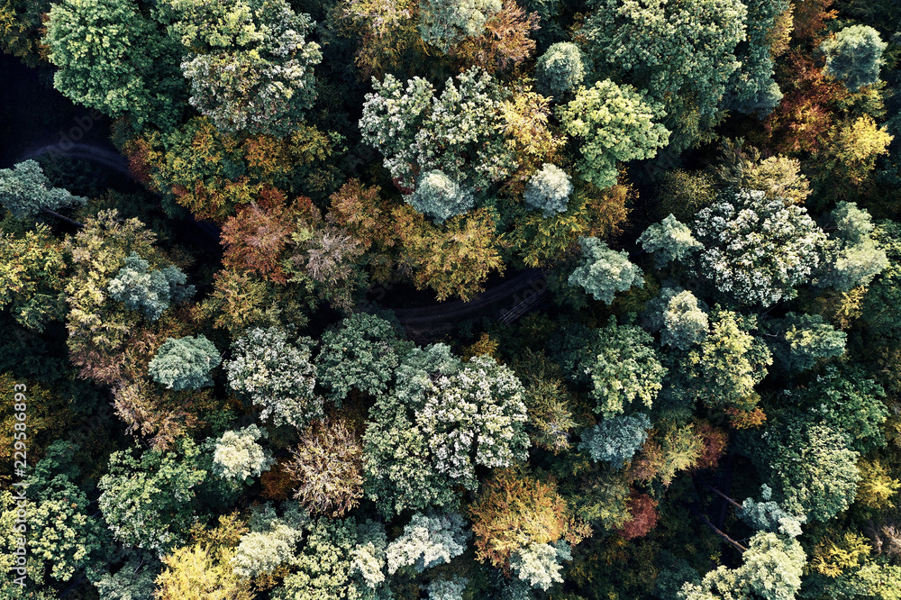 Fototapeta premium Autumn forest aerial drone view from above, dji