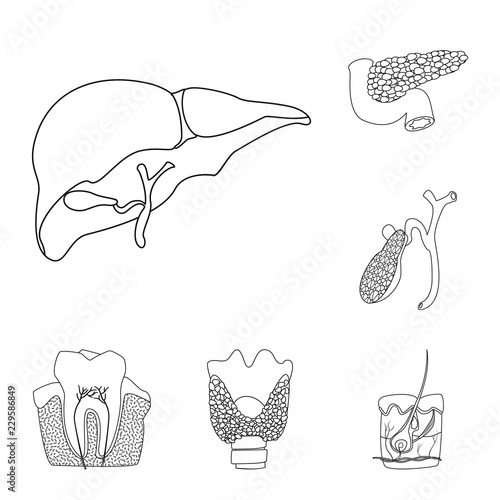 Vector design of body and human sign. Set of body and medical vector icon for stock.