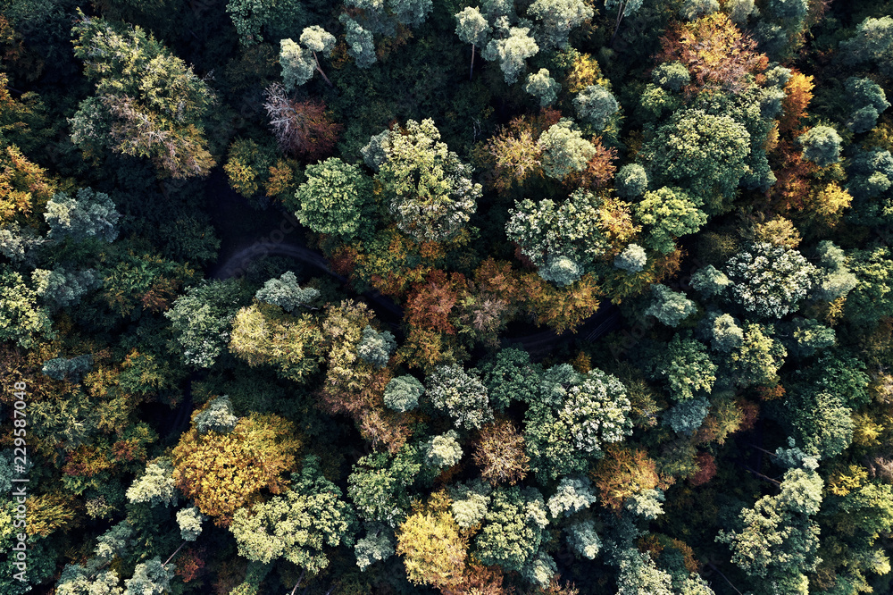 Autumn forest aerial drone view from above, dji Autumn forest aerial drone view from above, dji