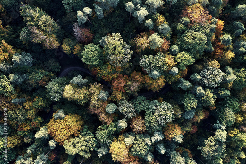 Autumn forest aerial drone view from above  dji