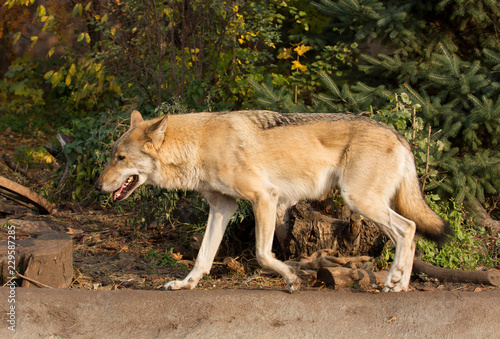 Gray wolf. It is a species of predatory mammals from the family of dogs. © galina_savina