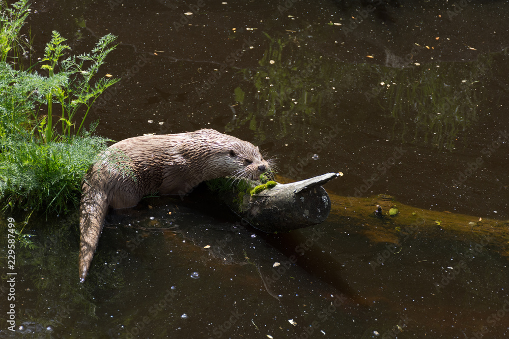 Obraz premium feeding an otter