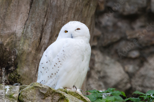 White (polar) owl. The white owl perfectly adapted to the peculiarities of tundra lighting, where night lasts for several months in winter and day lasts in summer.