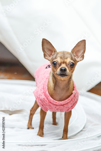Wallpaper Mural Chihuahua dog on a white background in a pink jacket Torontodigital.ca