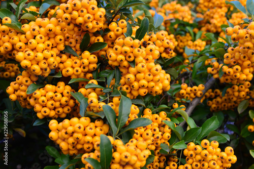 Branches of orange sea buckthorn berries.