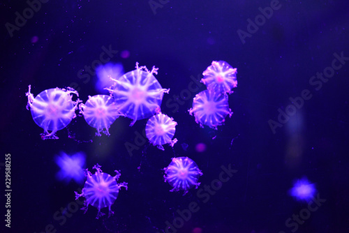 Jellyfish in water aquarium.