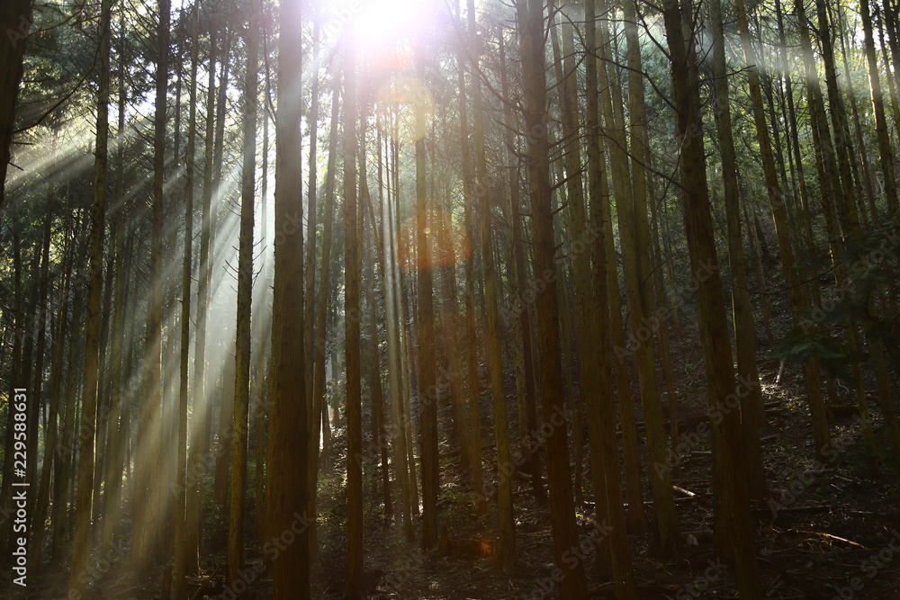 Obraz premium 朝陽