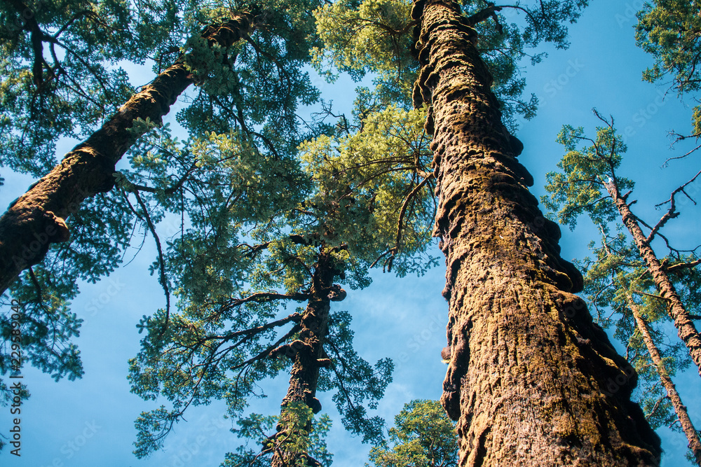 Fototapeta premium Tree in little forest and blue sky.