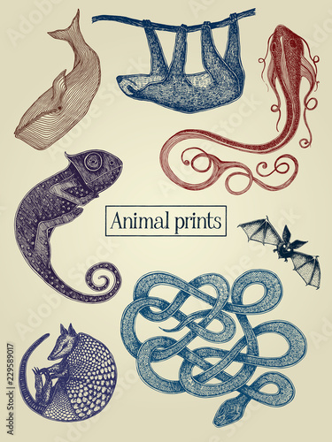 Animal illustrations
