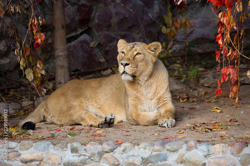 Fototapeta Naklejka Na Ścianę i Meble -  Lioness. The lion is a predatory mammal, one of the four representatives of the genus Panthers.