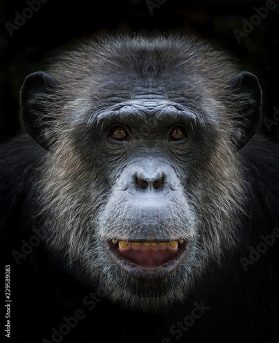Photography Chimpanzee  face.