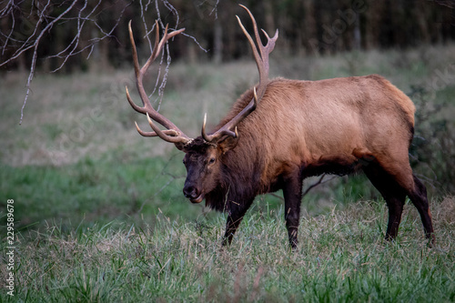 Wild Bull Elk during rut. © benjaminjk