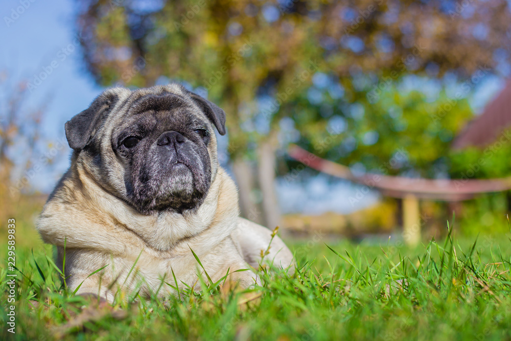 A dog of breed pug is lying on the grass in the rays of the summer sun. In the background an empty hammock.